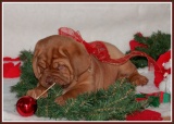 kerst pup11